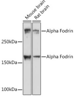 Western Blot: Alpha Fodrin Antibody (9H5V8) [NBP3-16131]