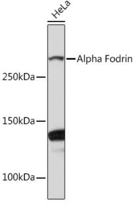 Western Blot: Alpha Fodrin Antibody (9H5V8) [NBP3-16131]