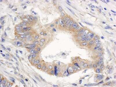 Immunohistochemistry: Alpha Fodrin Antibody [NB100-60441]