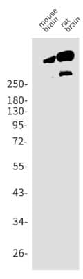 Western Blot: Alpha Fodrin Antibody (S08-7C6) [NBP3-19965]