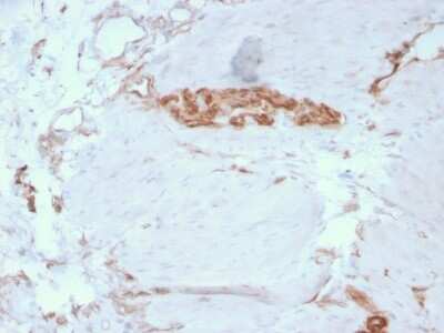 Immunohistochemistry-Paraffin: Alpha Fodrin Antibody (SPTAN1/3351) - Azide and BSA Free [NBP3-08347]