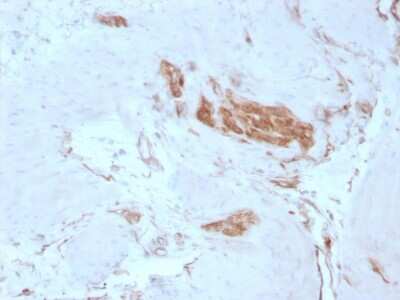 Immunohistochemistry-Paraffin: Alpha Fodrin Antibody (SPTAN1/3351) - Azide and BSA Free [NBP3-08347]