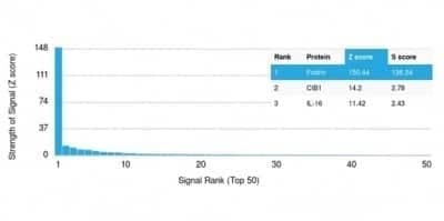 Protein Array: Alpha Fodrin Antibody (SPTAN1/3505) - Azide and BSA Free [NBP3-14184]