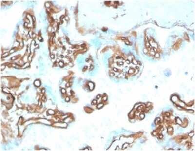 Immunohistochemistry-Paraffin: Alpha Fodrin Antibody (SPTAN1/3505) [NBP3-13781]