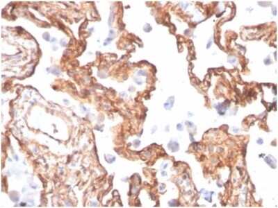 Immunohistochemistry-Paraffin: Alpha Fodrin Antibody (SPTAN1/3505) [NBP3-13781]