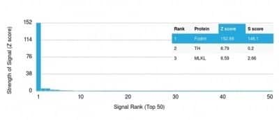 Protein Array: Alpha Fodrin Antibody (SPTAN1/3506) - Azide and BSA Free [NBP3-14185]