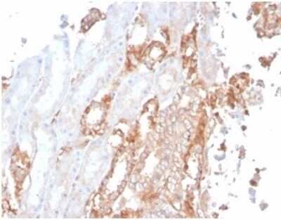 Immunohistochemistry-Paraffin: Alpha Fodrin Antibody (SPTAN1/3506) [NBP3-13782]