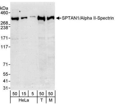 Western Blot: Alpha Fodrin Antibody [NB100-60441]