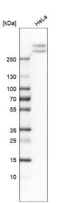 Western Blot: Alpha Fodrin Antibody [NBP1-89460]