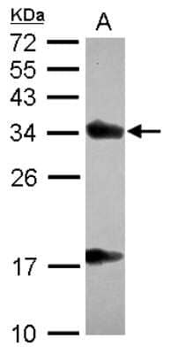 Western Blot: Alpha-TTP Antibody [NBP2-14870]