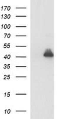 Western Blot: Alpha-parvin/Actopaxin Antibody (OTI1C10)Azide and BSA Free [NBP2-72018]