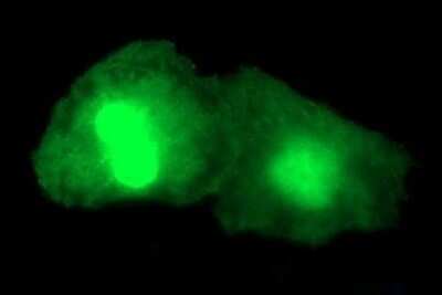 Immunofluorescence: Alpha-parvin/Actopaxin Antibody (OTI1C10) [NBP2-46326]