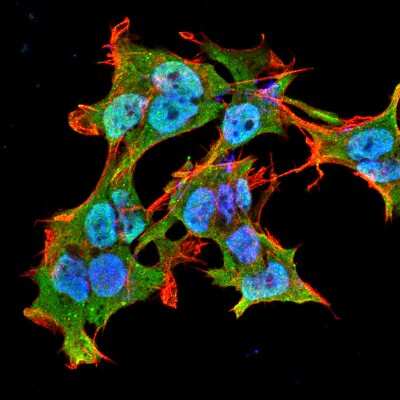 Immunocytochemistry/ Immunofluorescence: AlphaA Crystallin/CRYAA Antibody (1H3.B8) [NBP2-12875]