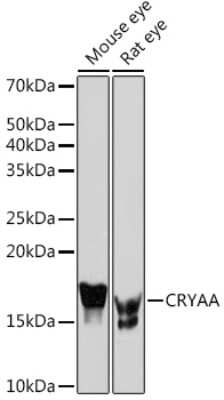 Western Blot: AlphaA Crystallin/CRYAA Antibody (1T1F5) [NBP3-16559]