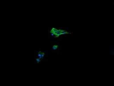 Immunofluorescence: AlphaA Crystallin/CRYAA Antibody (OTI3B12) [NBP2-46354]