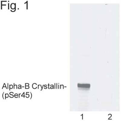 Western Blot: AlphaB Crystallin/CRYAB [p Ser45] AntibodyBSA Free [NB120-5598]