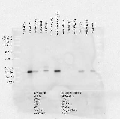 Western Blot: AlphaB Crystallin/CRYAB Antibody (3A10.C9) [NBP1-22410]