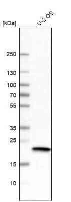 Western Blot: AlphaB Crystallin/CRYAB Antibody (CL10765) [NBP3-07986]