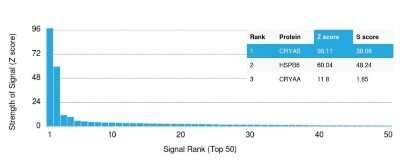 Protein Array: AlphaB Crystallin/CRYAB Antibody (CPTC-CRYAB-1) [NBP3-07764]