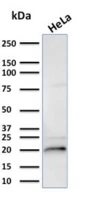 Western Blot: AlphaB Crystallin/CRYAB Antibody (CPTC-CRYAB-1) [NBP3-07764]