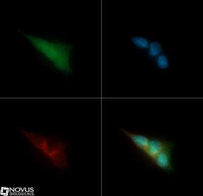 Immunocytochemistry/ Immunofluorescence: AlphaB Crystallin/CRYAB Antibody [NB100-2519]