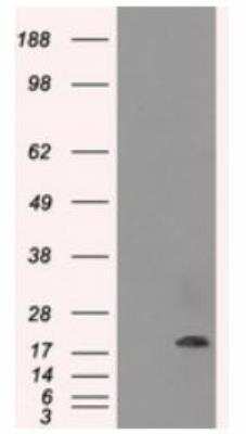 Western Blot: AlphaB Crystallin/CRYAB Antibody (OTI6A9)Azide and BSA Free [NBP2-70454]