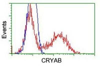 Flow Cytometry: AlphaB Crystallin/CRYAB Antibody (OTI6A9) [NBP1-47708]