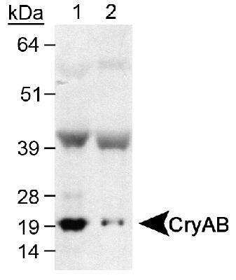 Western Blot: AlphaB Crystallin/CRYAB Antibody [NB100-2519]
