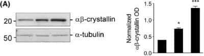 Western Blot: AlphaB Crystallin/CRYAB Antibody [NB100-2519]