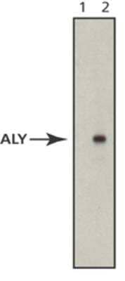 Western Blot: Aly Antibody (11G5)BSA Free [NB100-670]