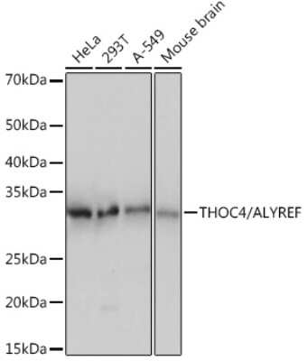 Western Blot: Aly Antibody (6I4T10) [NBP3-16372]