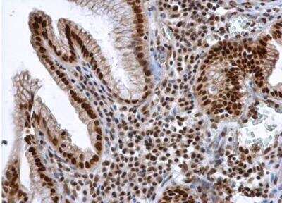 Immunohistochemistry-Paraffin: Aly Antibody [NBP1-33598]