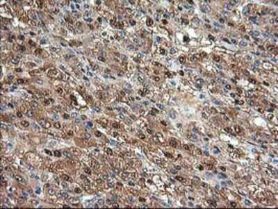 Immunohistochemistry-Paraffin: Aminoacylase/ACY1 Antibody (OTI1D4) [NBP2-00970]
