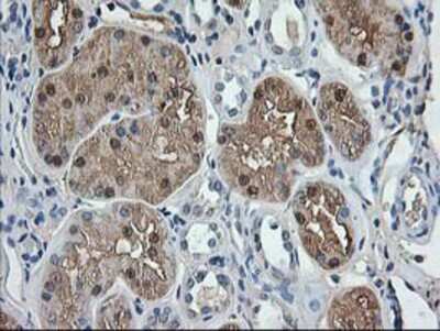 Immunohistochemistry-Paraffin: Aminoacylase/ACY1 Antibody (OTI1D4) [NBP2-00970]
