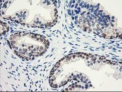 Immunohistochemistry-Paraffin: Aminoacylase/ACY1 Antibody (OTI1D4) [NBP2-00970]