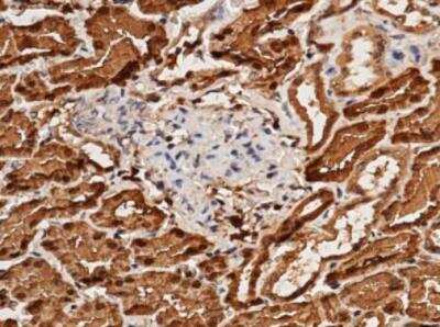 Immunohistochemistry-Paraffin: Aminoacylase/ACY1 Antibody (128) [NBP2-89559]