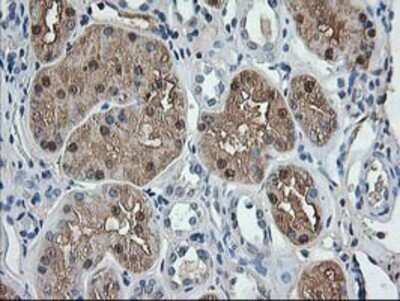 Immunohistochemistry: Aminoacylase/ACY1 Antibody (OTI1D4) - Azide and BSA Free [NBP2-70080]