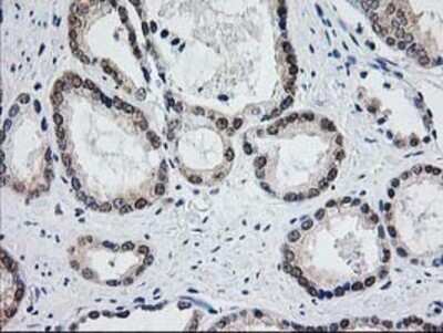 Immunohistochemistry: Aminoacylase/ACY1 Antibody (OTI1D4) - Azide and BSA Free [NBP2-70080]