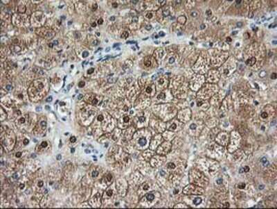 Immunohistochemistry: Aminoacylase/ACY1 Antibody (OTI1D4) - Azide and BSA Free [NBP2-70080]