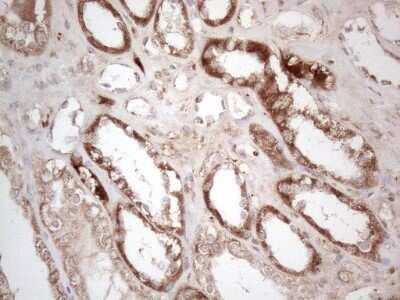 Immunohistochemistry: Aminomethyltransferase Antibody (OTI6F4) [NBP2-46516]