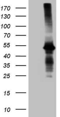 Western Blot: Aminomethyltransferase Antibody (OTI6F4) [NBP2-46516]