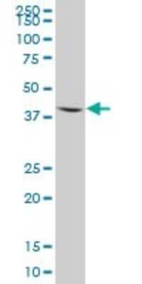 Western Blot: Aminomethyltransferase Antibody [H00000275-B01P]