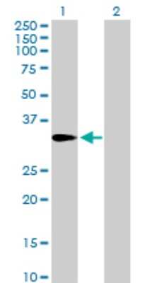 Western Blot: Aminomethyltransferase Antibody [H00000275-B01P]