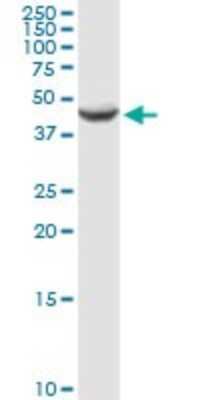 Western Blot: Aminomethyltransferase Antibody [H00000275-D01P]