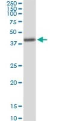 Western Blot: Aminomethyltransferase Antibody [H00000275-D01P]