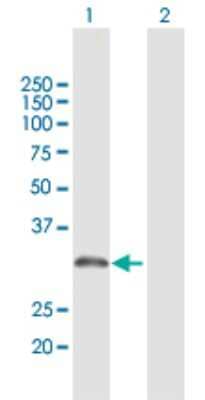 Western Blot: Aminomethyltransferase Antibody [H00000275-D01P]