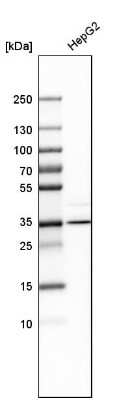 Western Blot: Aminomethyltransferase Antibody [NBP1-89783]