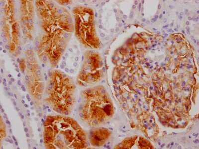 Immunohistochemistry: Aminopeptidase A/ENPEP Antibody (2G11) [NBP3-15176]