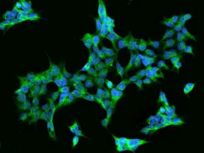 Immunocytochemistry/ Immunofluorescence: Aminopeptidase A/ENPEP Antibody [NBP2-97164]