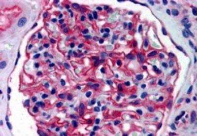 Immunohistochemistry-Paraffin: Aminopeptidase A/ENPEP Antibody [NB100-1885]